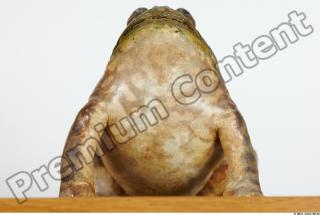 Bullfrog Rana catesbeiana 0057